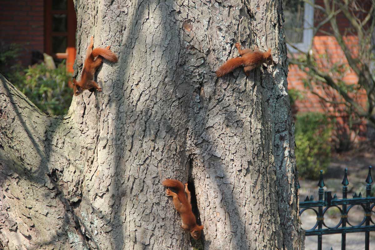 4 Eichhörnchen am Kastan-11604130